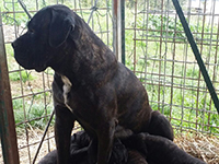 cane corso tigrato cucciolo